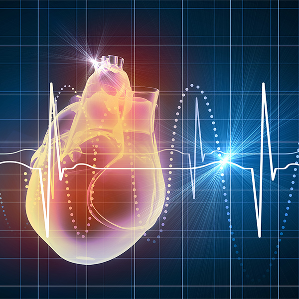 Heart Illustration with EKG conceptual image