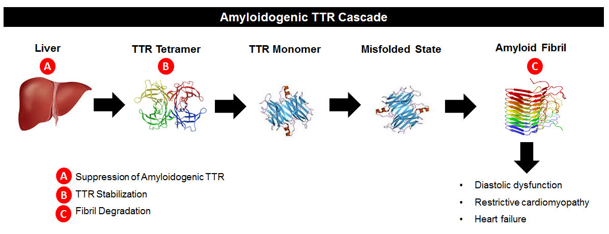 Emerging Therapies For Transthyretin Cardiac Amyloidosis Could Herald A New Era For The Treatment Of Hfpef American College Of Cardiology