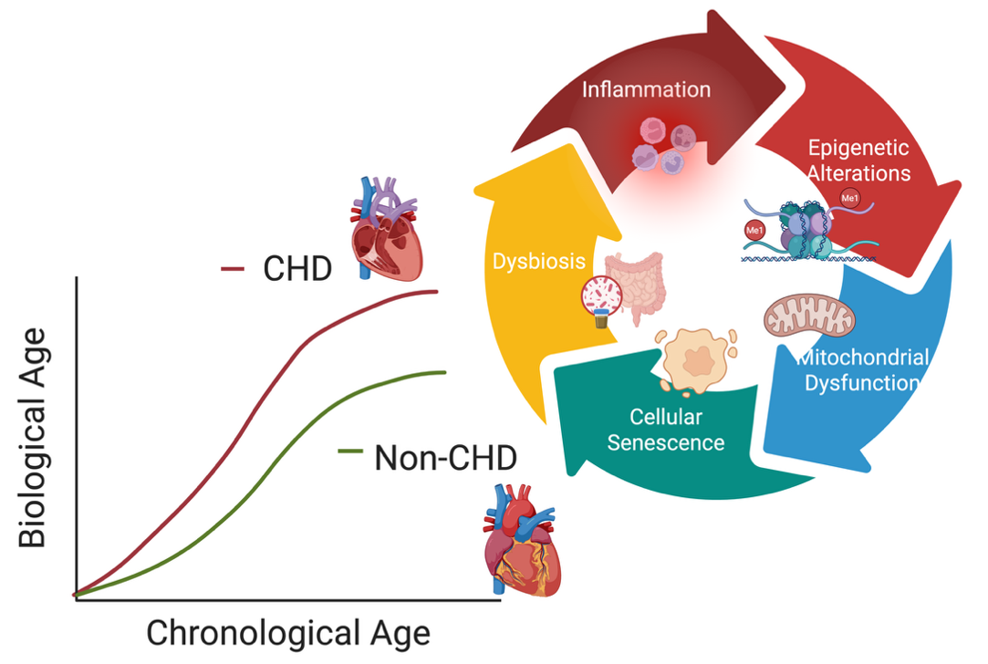 Figure 1: Fundamental Mechanisms Underlying Aging