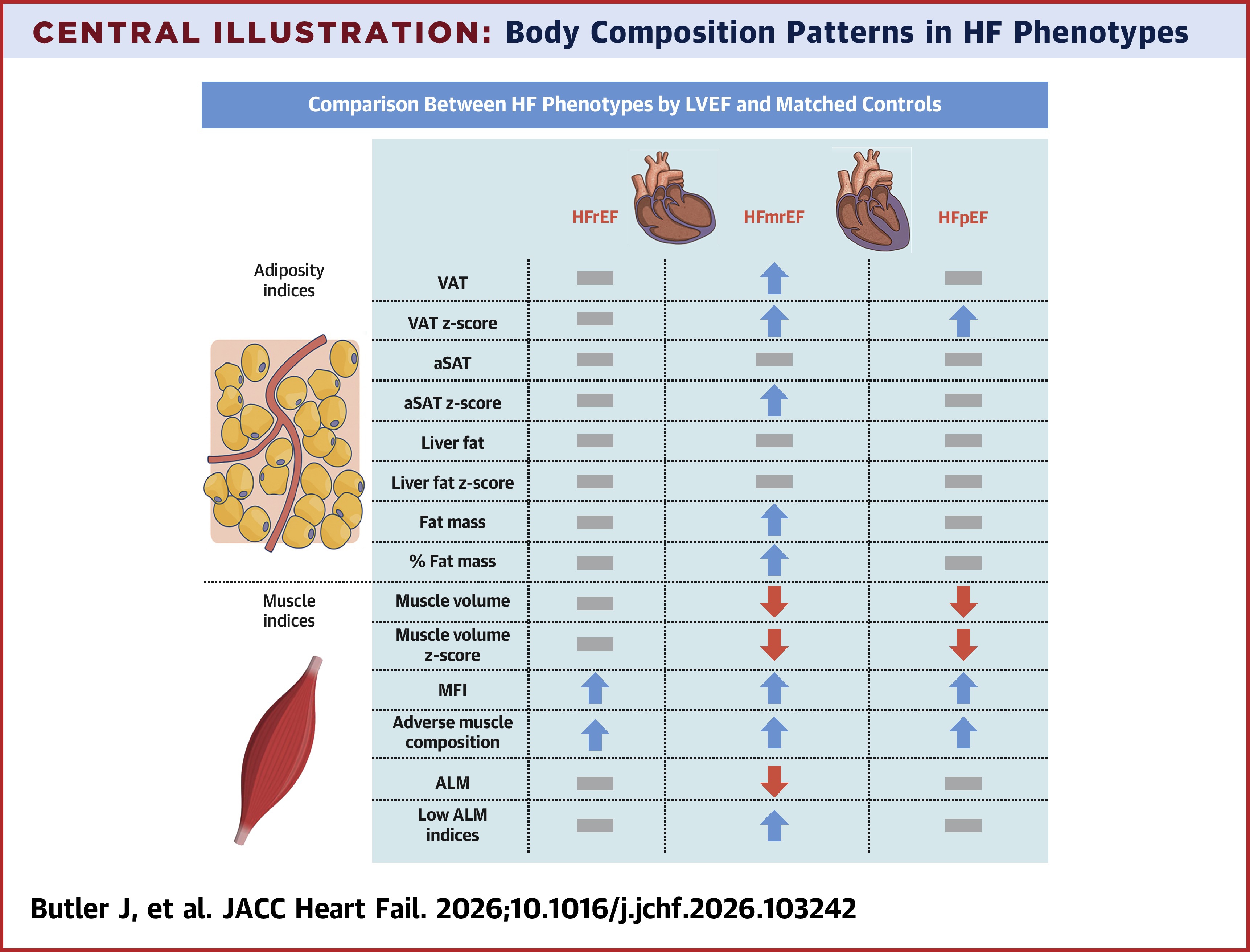 JACC Central Illustration: Body composition patterns in HF phenotypes.