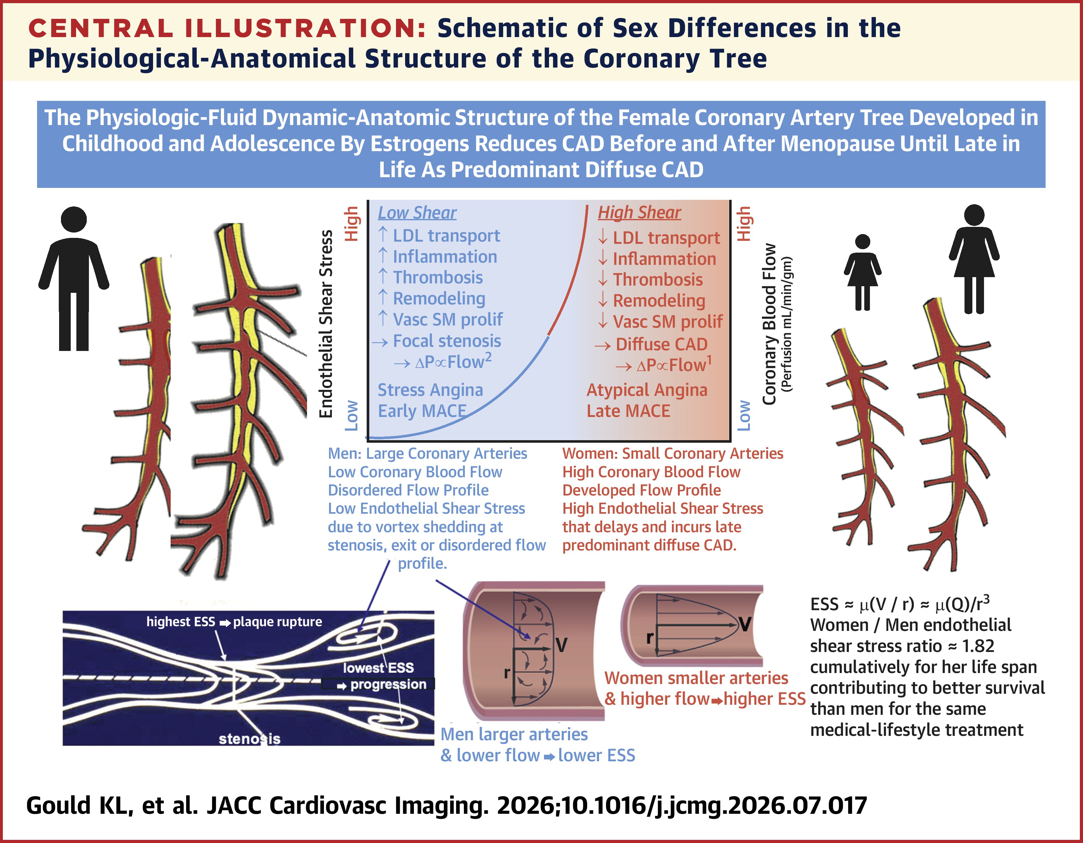 JACC Central Illustration - Schematic of Sex Differences in the Physiological-Anatomical Structure of the Coronary Tree