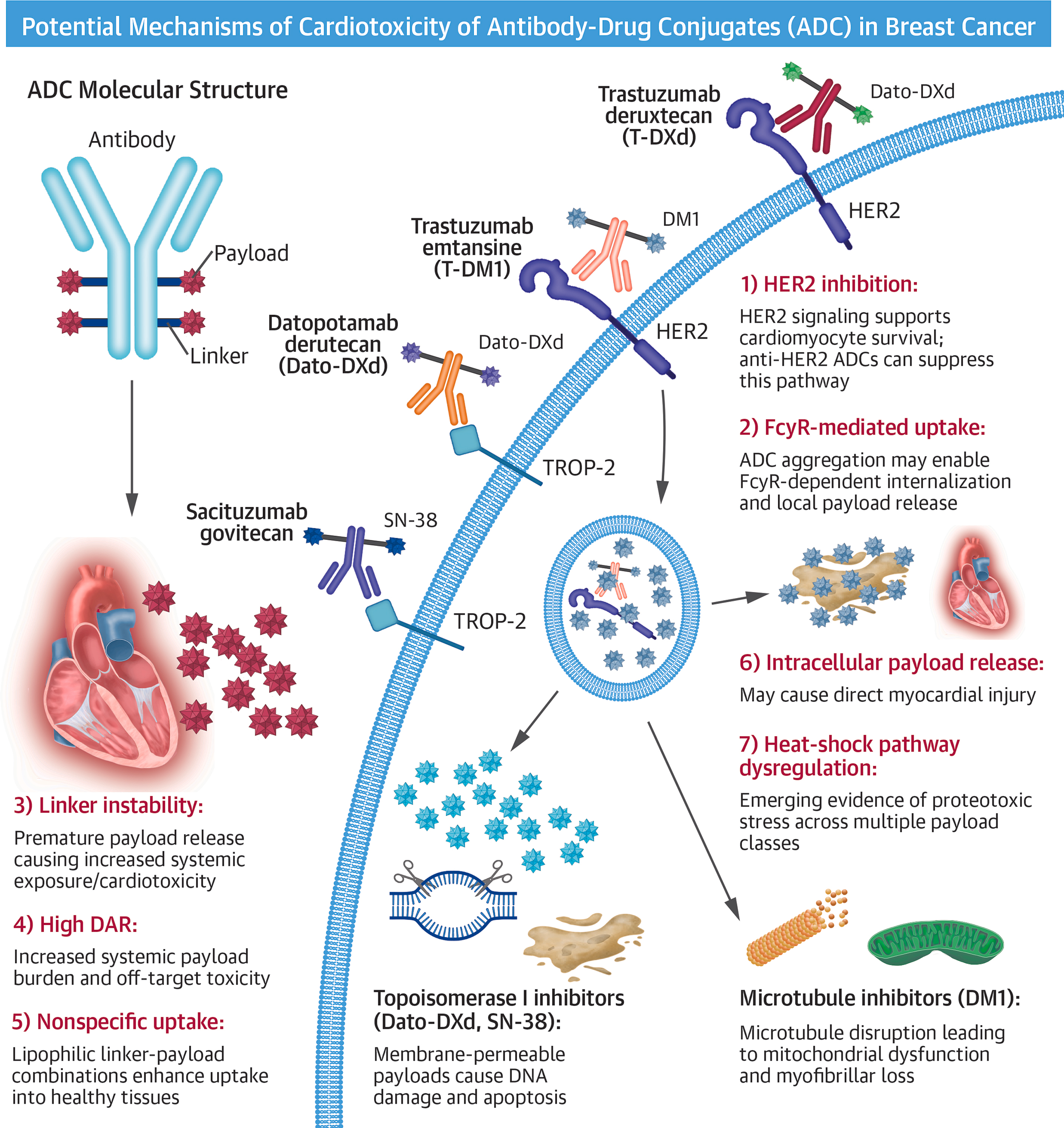 JACC Central Illustration: Potential mechanisms of cardiotoxicity of antibody-drug conjugates (ADC) in breast cancer.