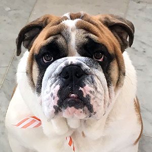 Dog Days of August; Cardiology Magazine