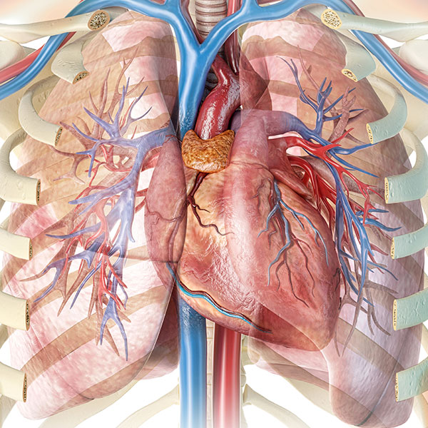 Atrial Fibrillation, AFib, closeup illustration of heart; Conceptual Image