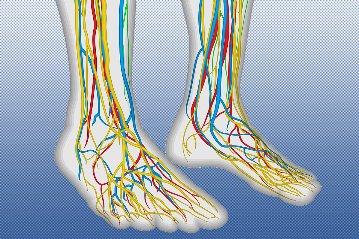 Feet, Arteries; Conceptual Image