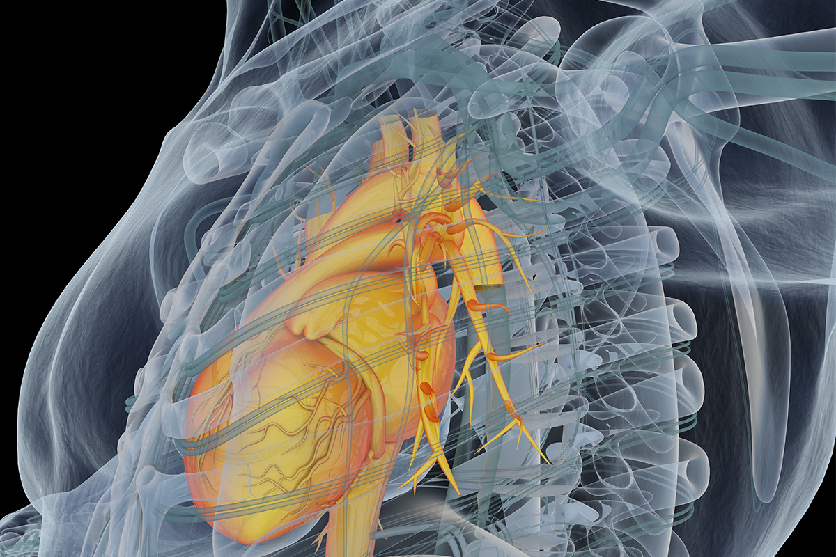 3D Heart; Conceptual Image