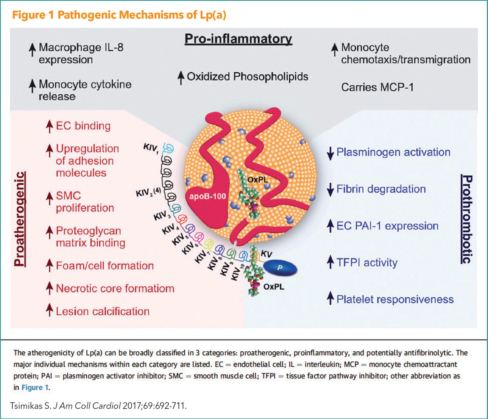 Lipoprotein(a): A Genetically Determined, Causal, and Prevalent