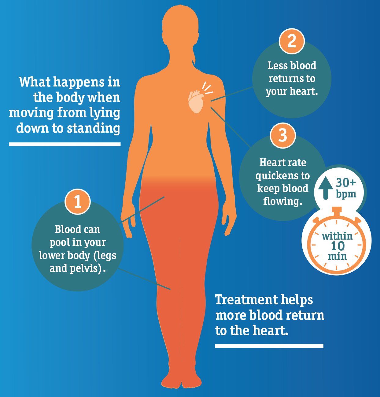 What happens in the body when moving from lying down to standing.
